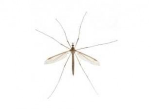 Tipula